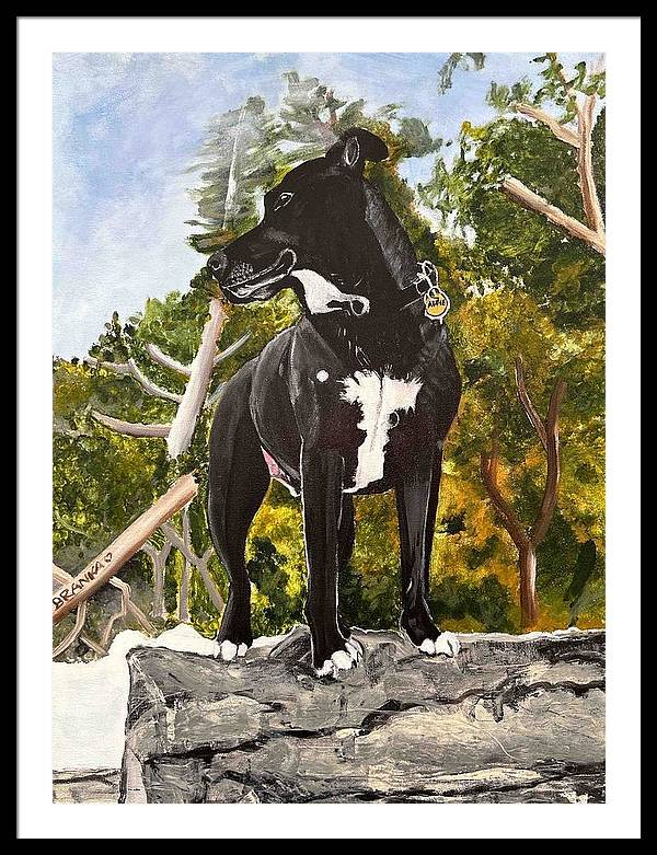 Alfie - Framed Print